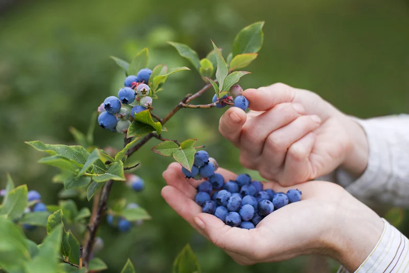Special Ingredient Sourcing and Integration Fee