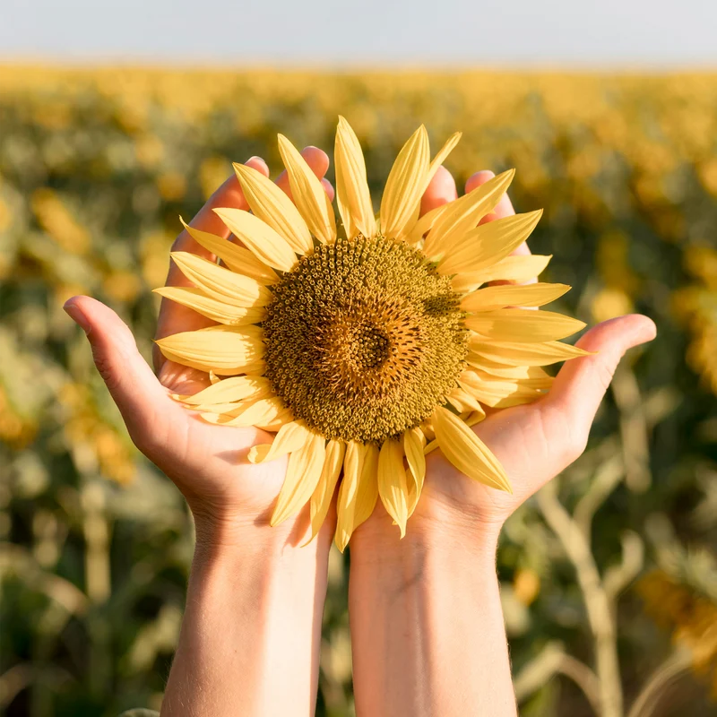 Sonnenblumenkerne geschält (500g)