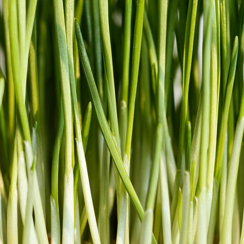 Zitronengras geschnitten (500g)
