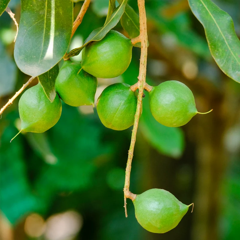 Macadamianüsse geschält (500g)